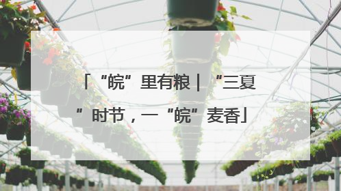 “皖”里有粮｜“三夏”时节，一“皖”麦香