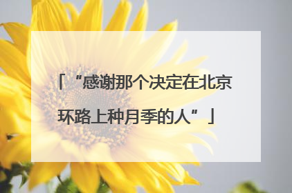 “感谢那个决定在北京环路上种月季的人”