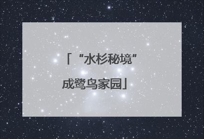 “水杉秘境”成鹭鸟家园