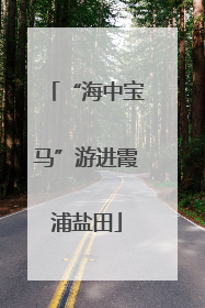 “海中宝马”游进霞浦盐田