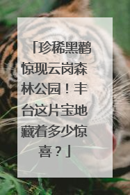 珍稀黑鹳惊现云岗森林公园！丰台这片宝地藏着多少惊喜？