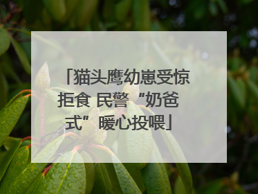猫头鹰幼崽受惊拒食 民警“奶爸式”暖心投喂