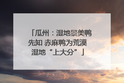 瓜州：湿地景美鸭先知 赤麻鸭为荒漠湿地“上大分”