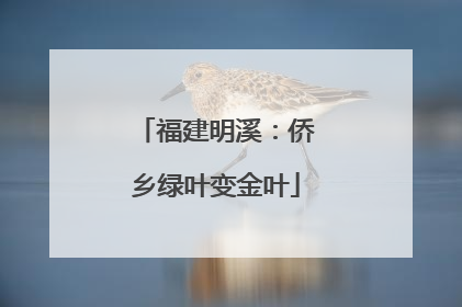 福建明溪：侨乡绿叶变金叶