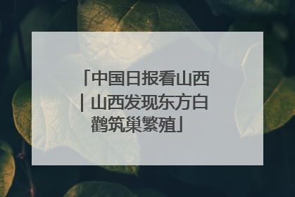 中国日报看山西｜山西发现东方白鹳筑巢繁殖
