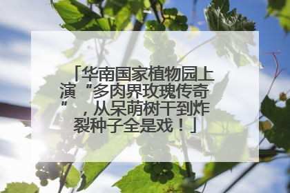 华南国家植物园上演“多肉界玫瑰传奇”，从呆萌树干到炸裂种子全是戏！