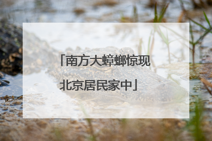 南方大蟑螂惊现北京居民家中