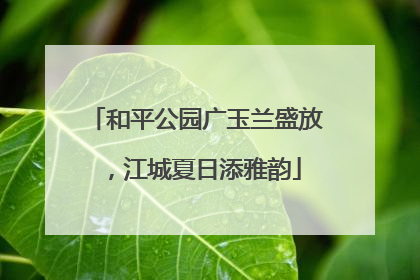 和平公园广玉兰盛放，江城夏日添雅韵