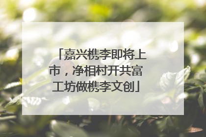 嘉兴槜李即将上市，净相村开共富工坊做槜李文创