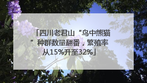 四川老君山“鸟中熊猫”种群数量翻番，繁殖率从15%升至32%