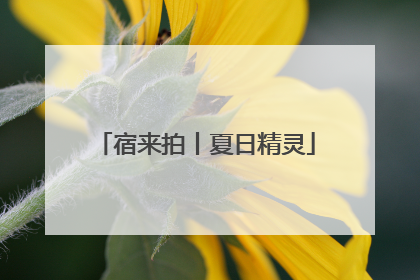 宿来拍丨夏日精灵