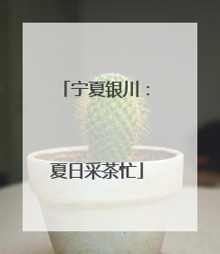 宁夏银川：夏日采茶忙