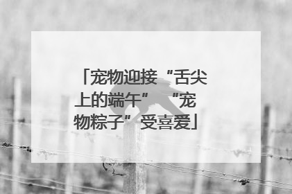 宠物迎接“舌尖上的端午” “宠物粽子”受喜爱