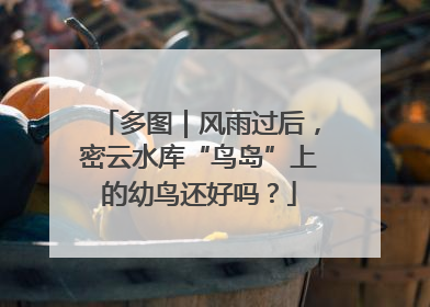 多图｜风雨过后，密云水库“鸟岛”上的幼鸟还好吗？