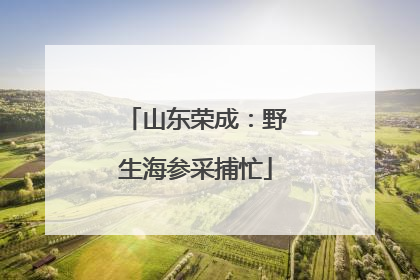 山东荣成：野生海参采捕忙