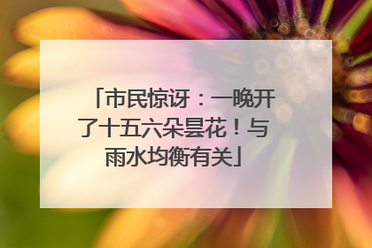 市民惊讶：一晚开了十五六朵昙花！与雨水均衡有关