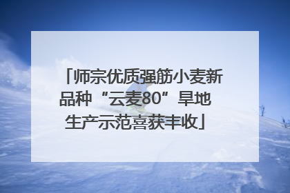 师宗优质强筋小麦新品种“云麦80”旱地生产示范喜获丰收