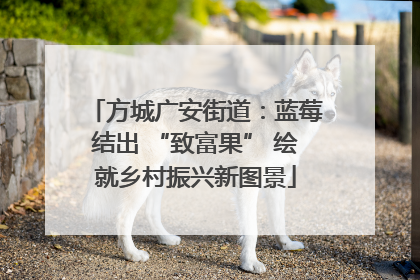 方城广安街道：蓝莓结出 “致富果” 绘就乡村振兴新图景