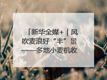 新华全媒+｜风吹麦浪好“丰”景——多地小麦机收一线见闻
