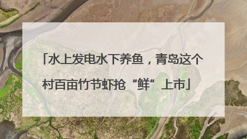 水上发电水下养鱼，青岛这个村百亩竹节虾抢“鲜”上市