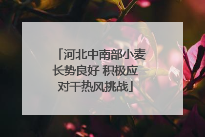 河北中南部小麦长势良好 积极应对干热风挑战