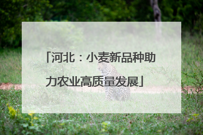 河北：小麦新品种助力农业高质量发展