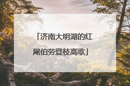 济南大明湖的红尾伯劳登枝高歌