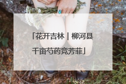 花开吉林｜柳河县千亩芍药竞芳菲