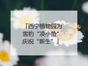西宁植物园为雪豹“凌小蛰”庆祝“新生”
