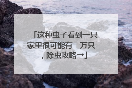 这种虫子看到一只家里很可能有一万只，除虫攻略→