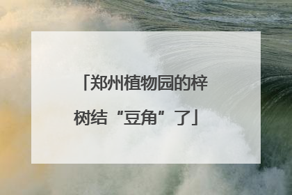 郑州植物园的梓树结“豆角”了