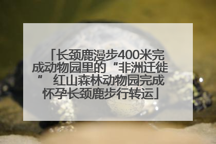 长颈鹿漫步400米完成动物园里的“非洲迁徙” 红山森林动物园完成怀孕长颈鹿步行转运