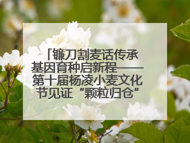 镰刀割麦话传承 基因育种启新程——第十届杨凌小麦文化节见证“颗粒归仓”时空跨越