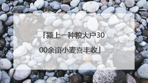 颍上一种粮大户3000余亩小麦喜丰收