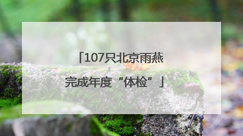 107只北京雨燕完成年度“体检”