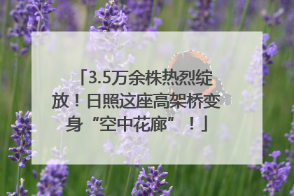 3.5万余株热烈绽放！日照这座高架桥变身“空中花廊”！